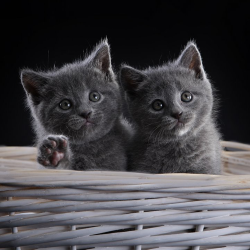 Deux chatons Chartreux